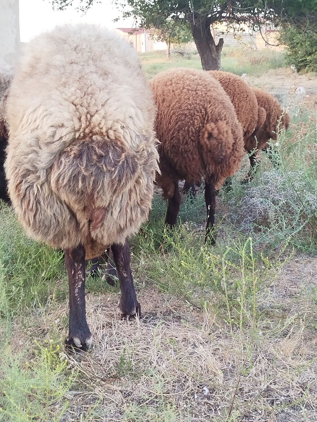 Qoyun sürüsü – yerli quyruqlu cins - Cins: Quyruqlu (yağlı quyruq) — Kənd təsərrüfatı heyvanları, Digah (2)