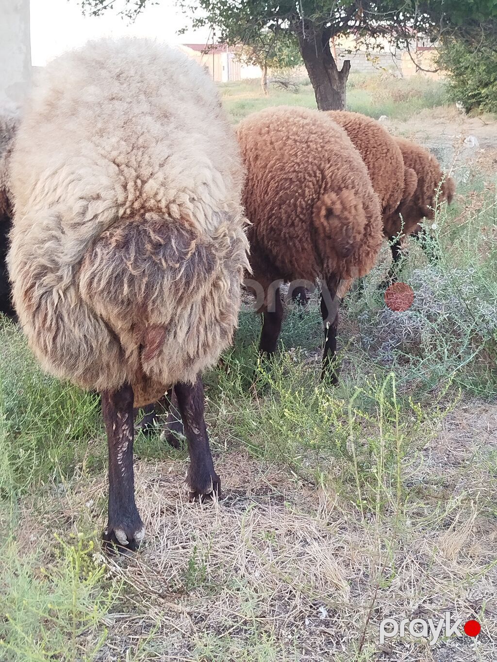 Qoyun sürüsü – yerli quyruqlu cins - Cins: Quyruqlu (yağlı quyruq) — Kənd təsərrüfatı heyvanları, Digah (2)