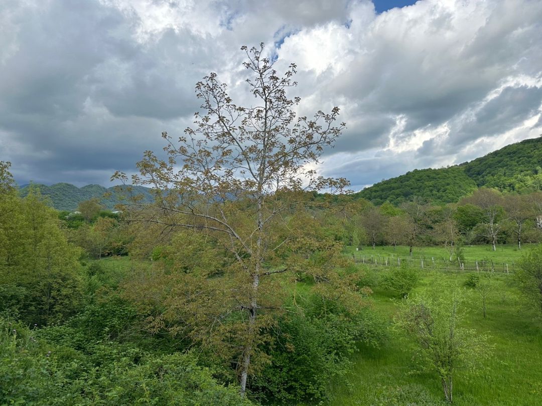 6 sot torpaq sahəsi, Qəbələ r — Torpaq, Qəbələ (4)