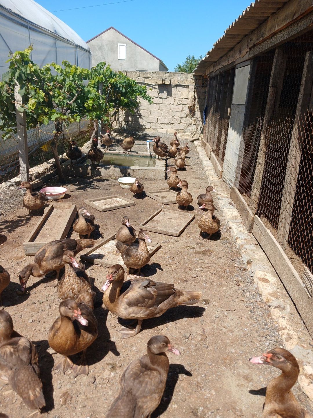 Krasnadar lal ördək — Quşlar, Bakı (4)