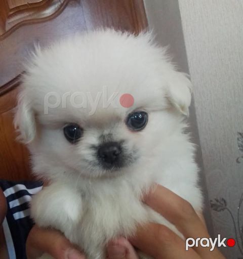 Pekines — Bakı