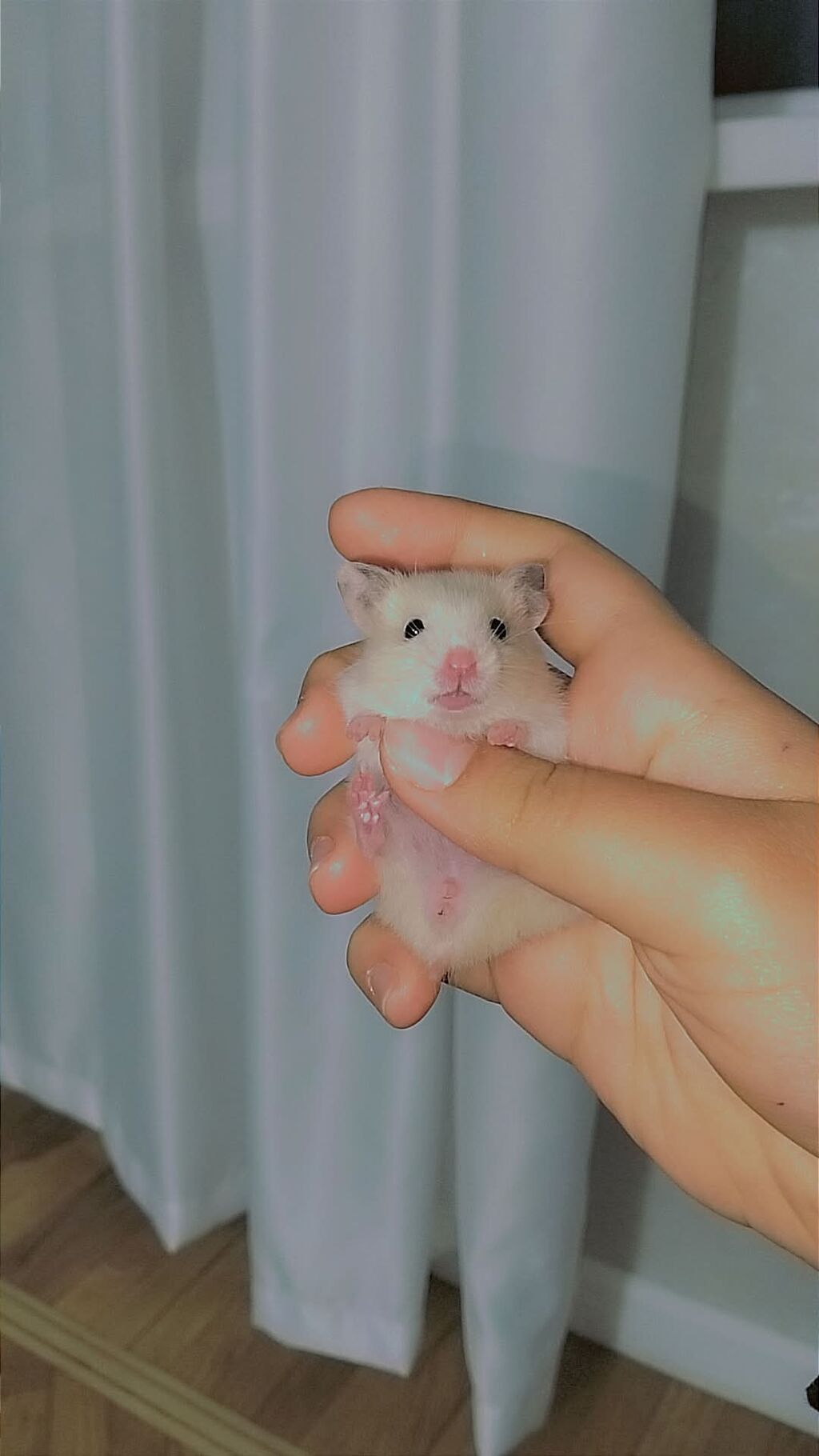7 bala və 1 böyük hamster satılır. Qəfəs yalnız böyük hamsterlə — Kəmiçilər, Bakı (3)