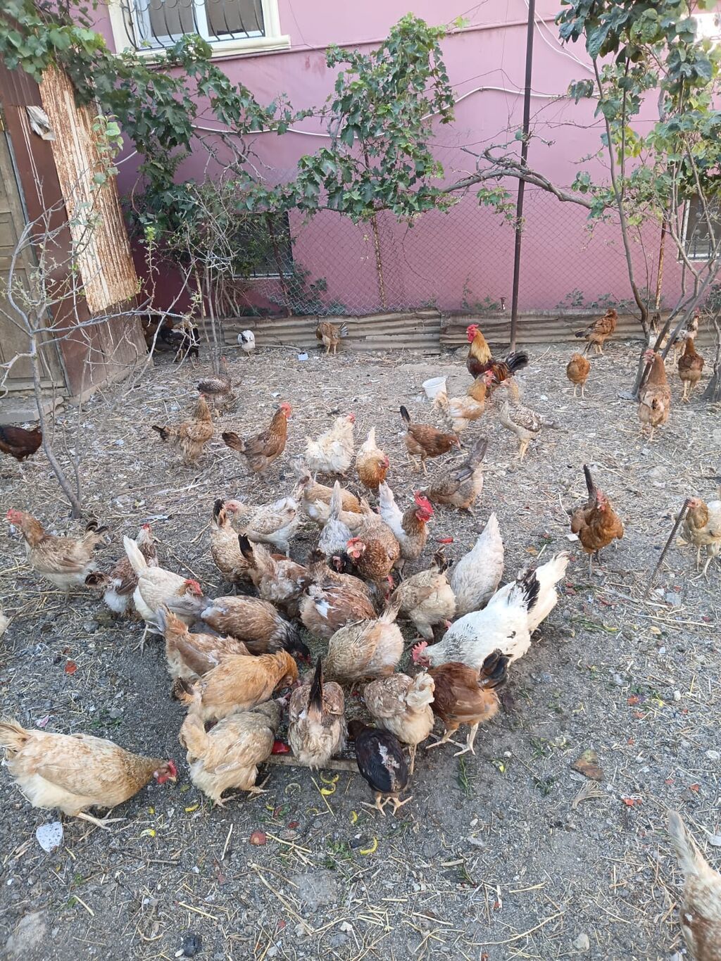 Toyuq, Yumurtalıq, Ünvandan götürmə — Toyuq və xoruz, Sumqayıt
