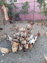 Toyuq, Yumurtalıq, Ünvandan götürmə — Toyuqlar və cücələr