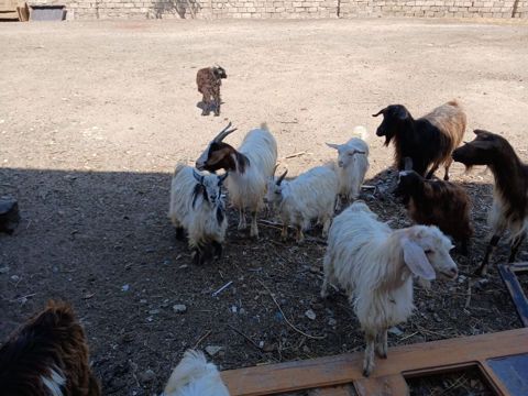 Salam Keçiləri Satılır 11 baş.heynvadi 8 çəpiş 3 ana keçi üstü üstə — Digah
