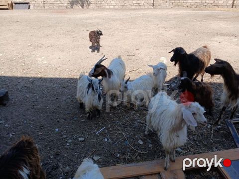 Salam Keçiləri Satılır 11 baş.heynvadi 8 çəpiş 3 ana keçi üstü üstə — Digah