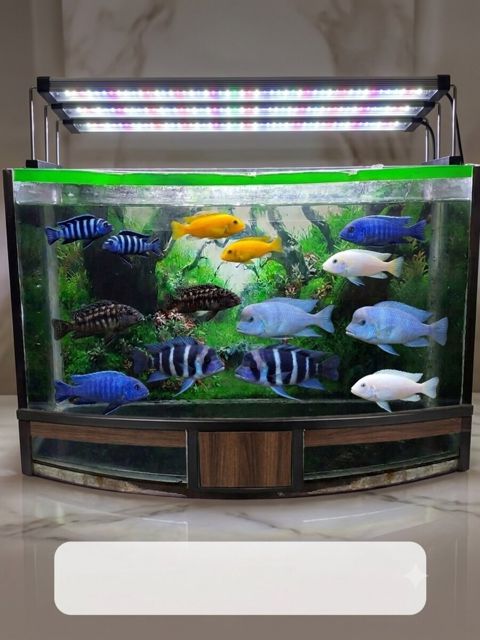 Akvarium — Bakı