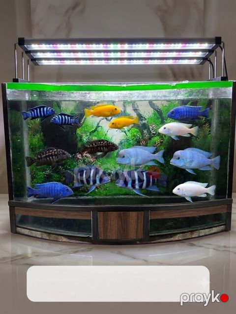 Akvarium — Bakı