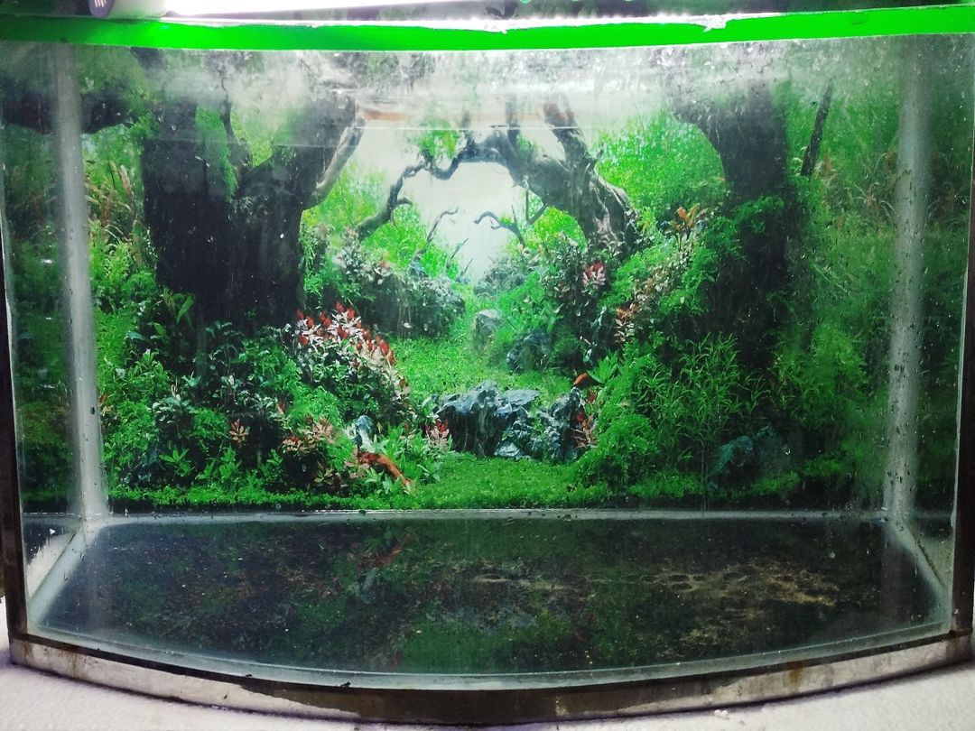 Akvarium — Akvariumlar və balıqlar, Bakı (9)