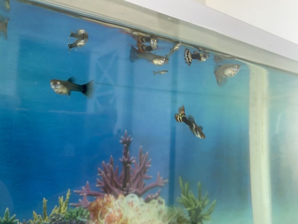 Dördbucaq akvarium, Balıqlarla birlikdə, 20 l, Ünvandan götürmə — Akvariumlar və balıqlar, Digah (2)
