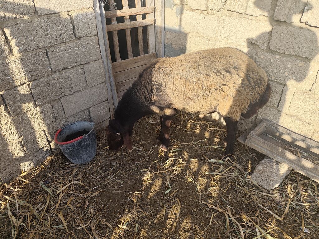 Qala qoçu satılır super qoyun sürməyi var damazliga yararlidir — Kənd təsərrüfatı heyvanları, Bakı (2)