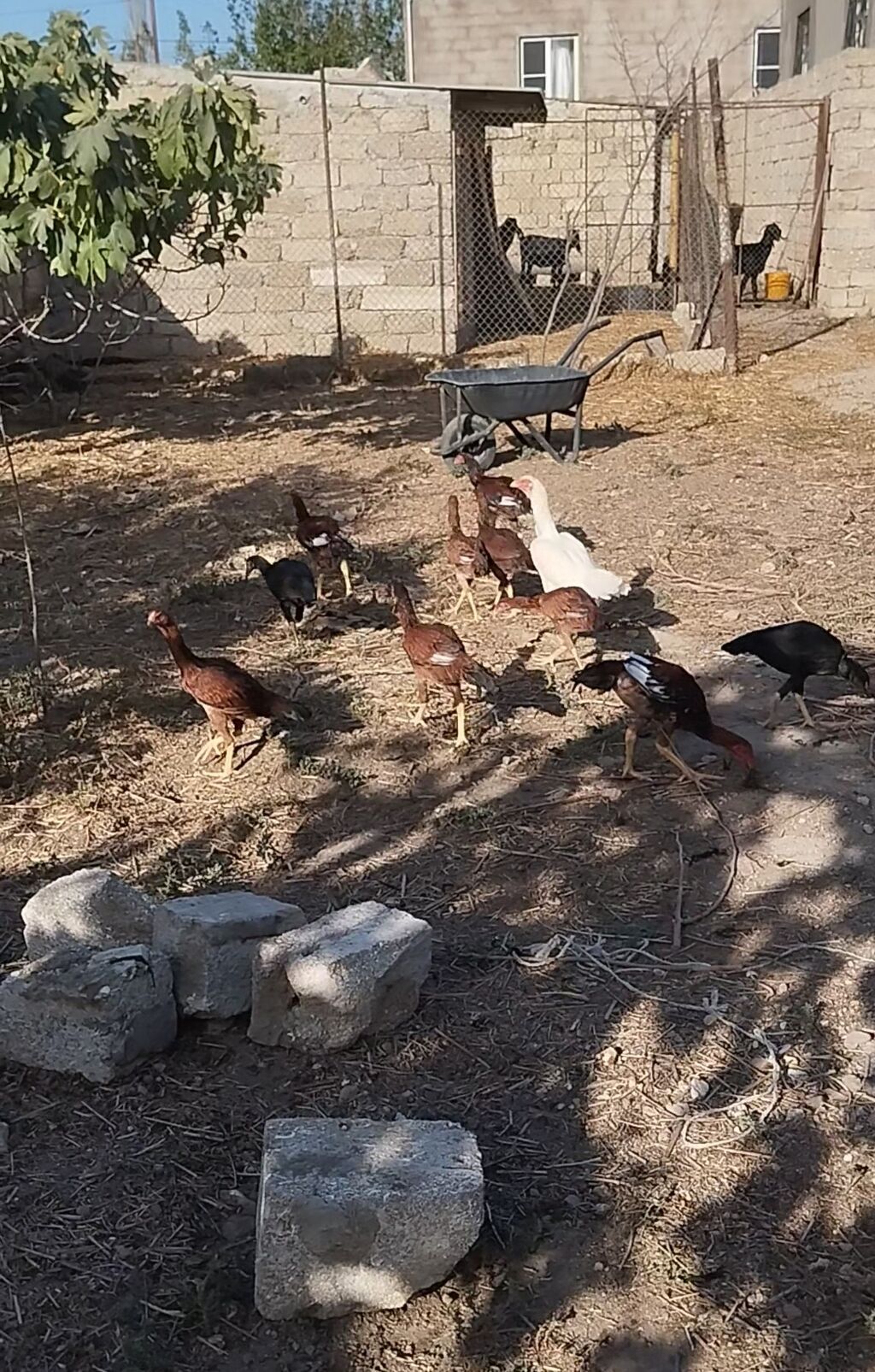 Heyrati cuceleri. Salam allah haminin malina xeyr versin. Turk cinsi — Toyuq və xoruz, Digah (7)
