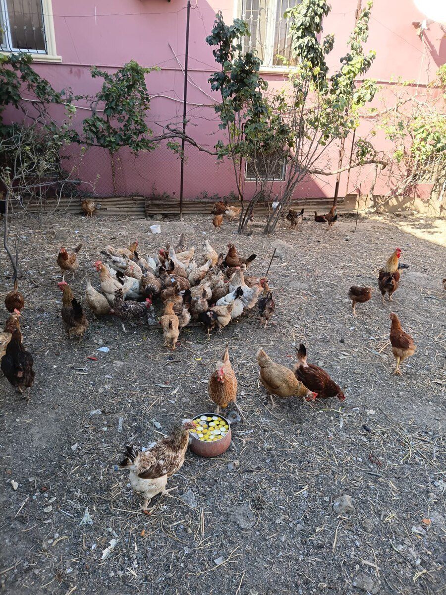 Toyuqlar — Quşlar, Sumqayıt (3)