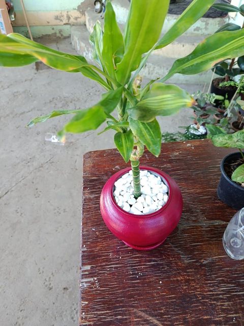 Dracaena fragrans Cintho — Xırdalan