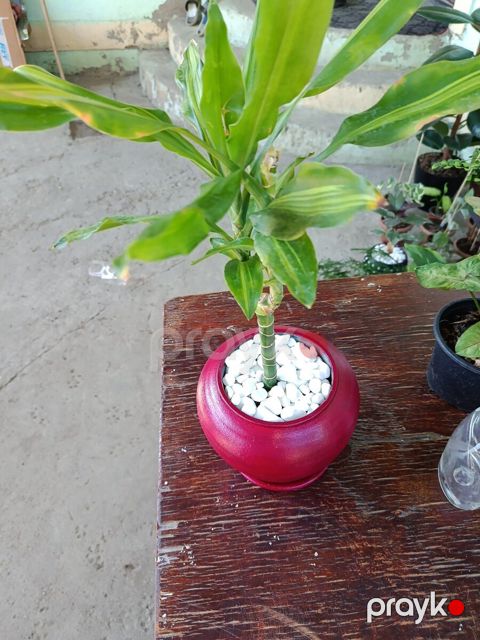 Dracaena fragrans Cintho — Xırdalan