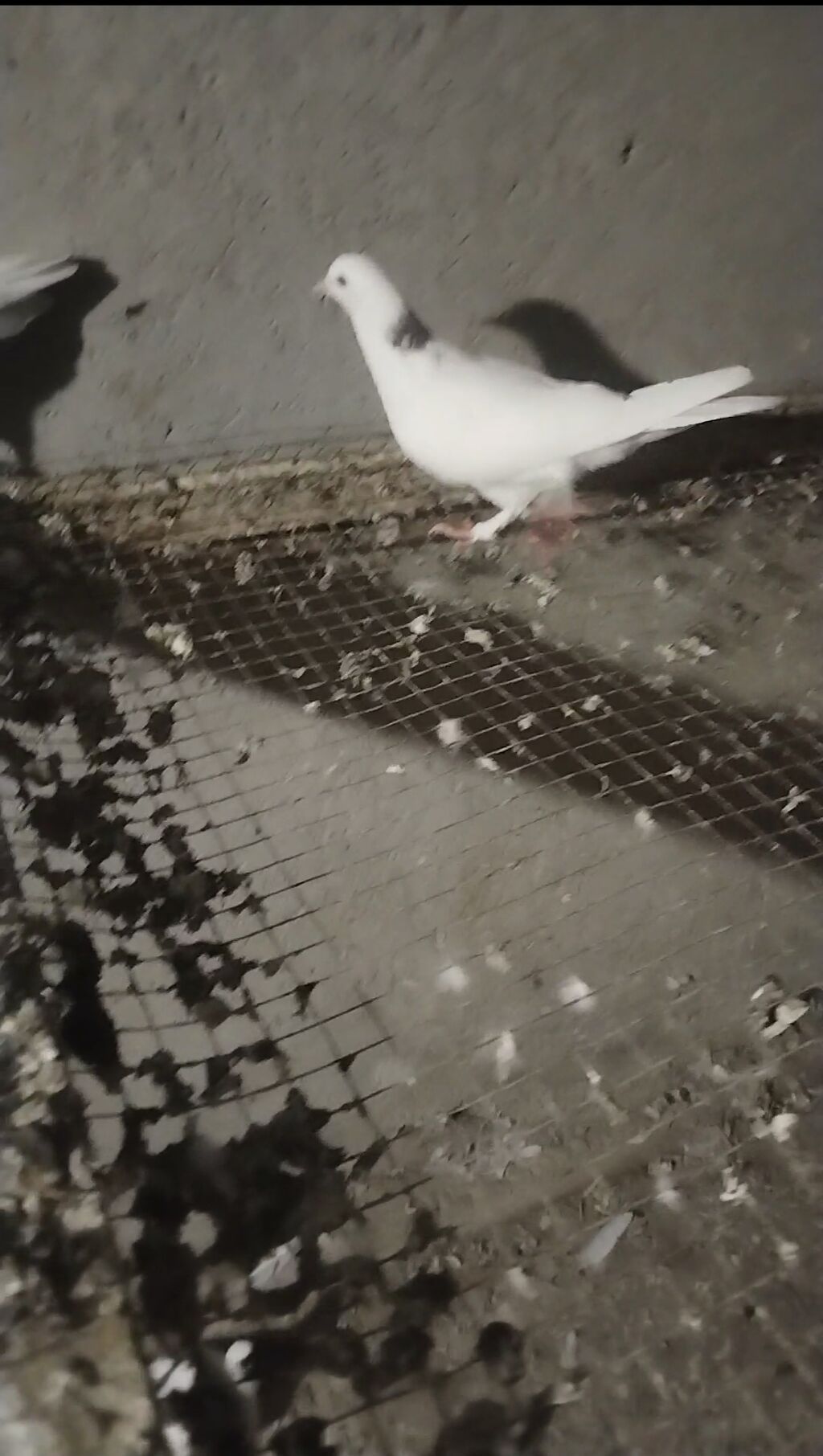 Ebreş boyun erkey olacağ quş gencede gondermekde mumkundu 0513992050 — Göyərçin, Gəncə (3)