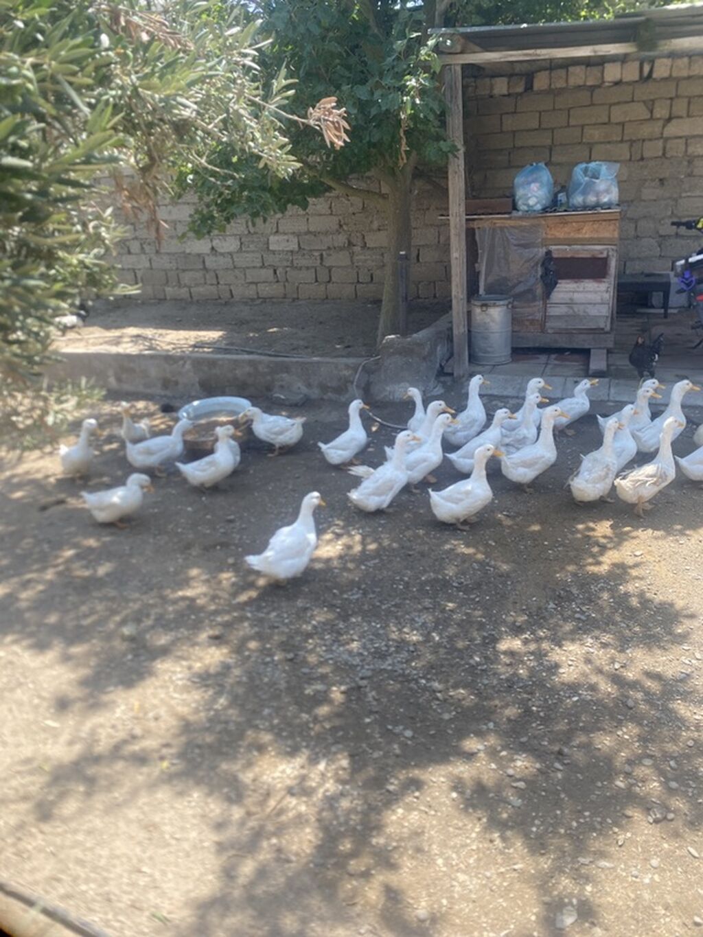 Tam saglam heyvanardi real alıcıya endirm var 6’7 aylıg heyvanardı — Digərləri, Digah (3)