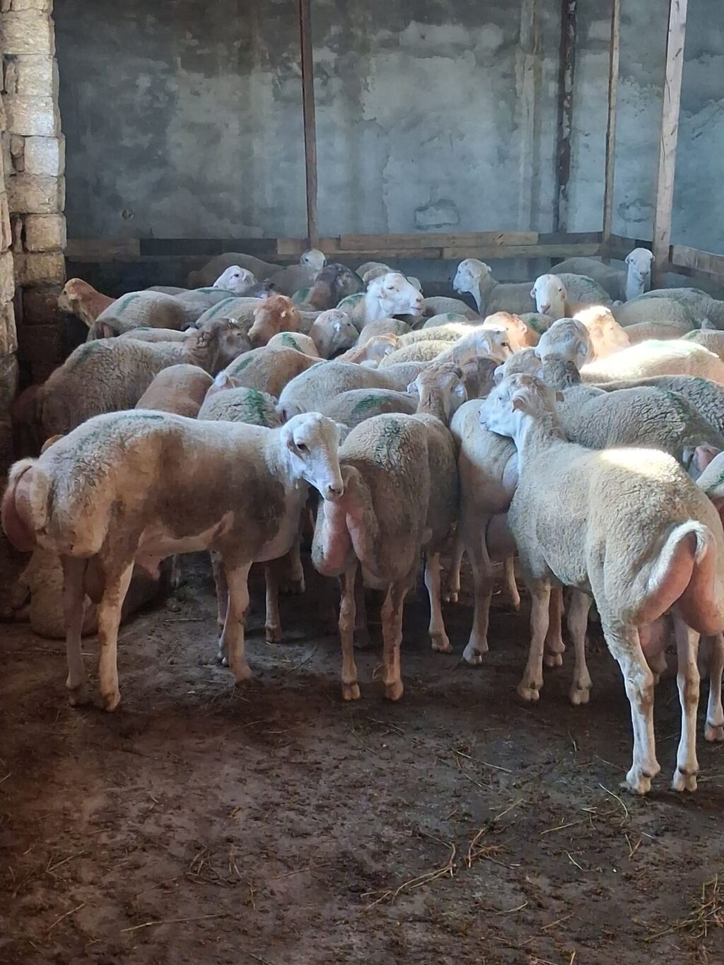 Quzu.Erkək super kök quzular.Diri çəkisi 9 AZN.Beyləqan cinsidir. 3-4 — Kənd təsərrüfatı heyvanları, Digah (9)