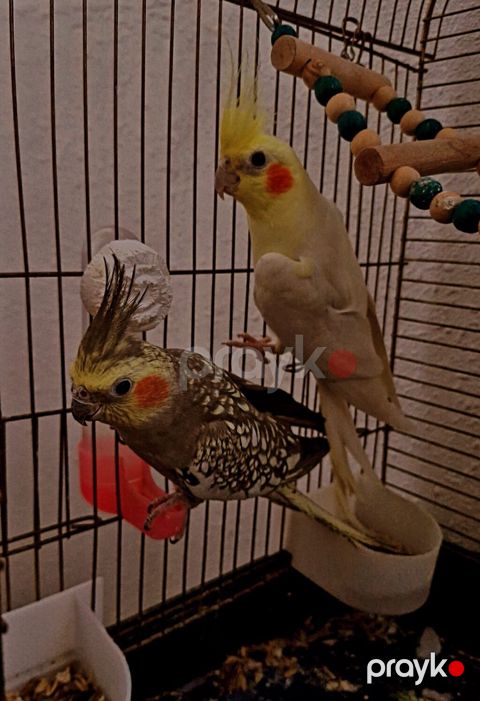 Erkək və dişi corella qəfəs qarışıq satıram Əlavə olaraq yem — Mehdiabad