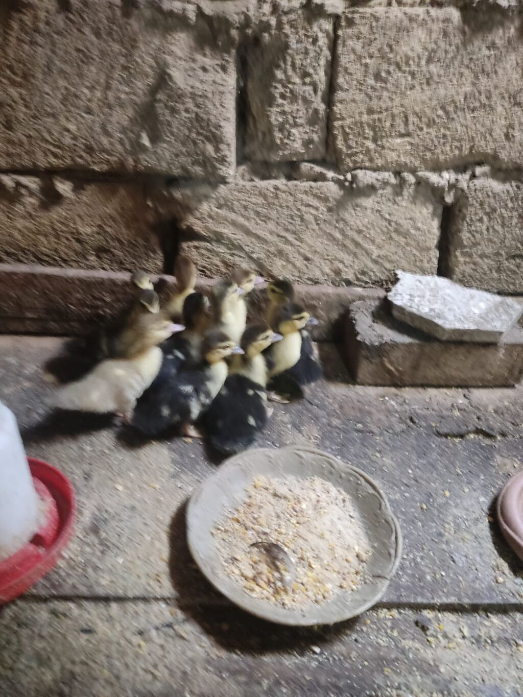 Melezi ördək balaları (paça/peykin qarışıq rəngli civcivlər) — Digərləri, Sumqayıt (3)