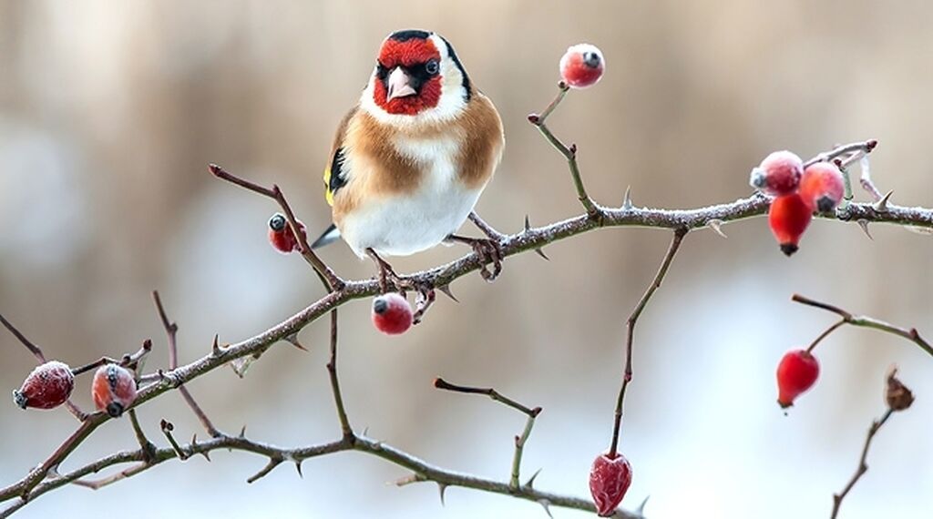 Qızılquş (Goldfinch) shegol balalari satishda gefese oyreshib — Digərləri, Digah (2)