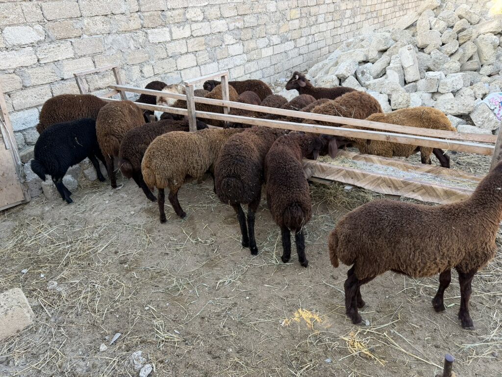 Salam aleyküm 23 baş quzdu 6 dışı 17 erken kom 320 m tek tek 280 dan — Kənd təsərrüfatı heyvanları, Digah (10)