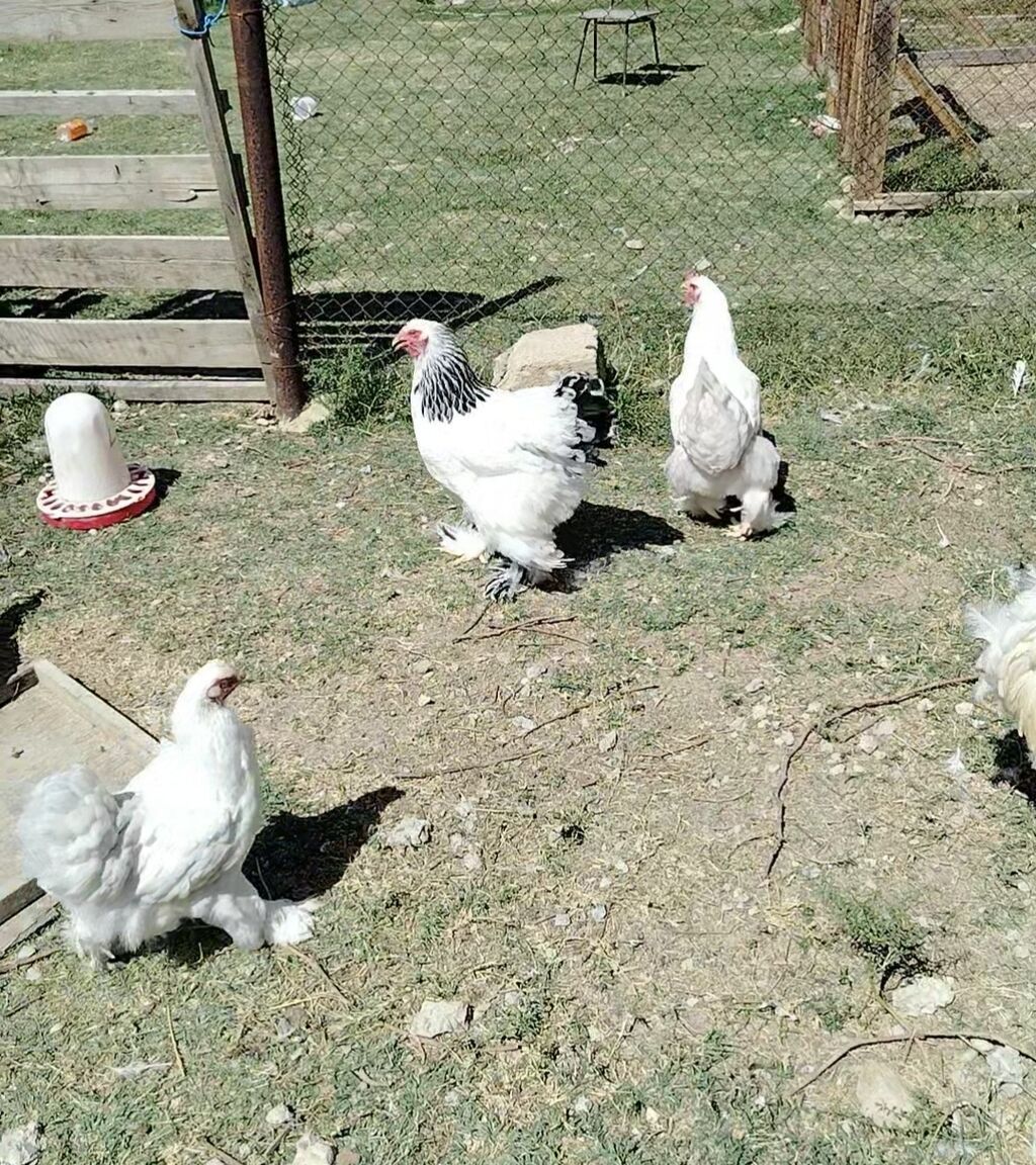 Toyuq, Brama, Damazlıq — Toyuq və xoruz, Hacıqabul