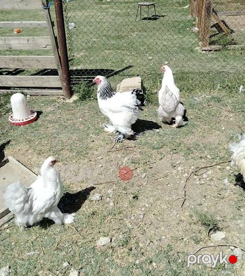 Toyuq, Brama, Damazlıq — Hacıqabul