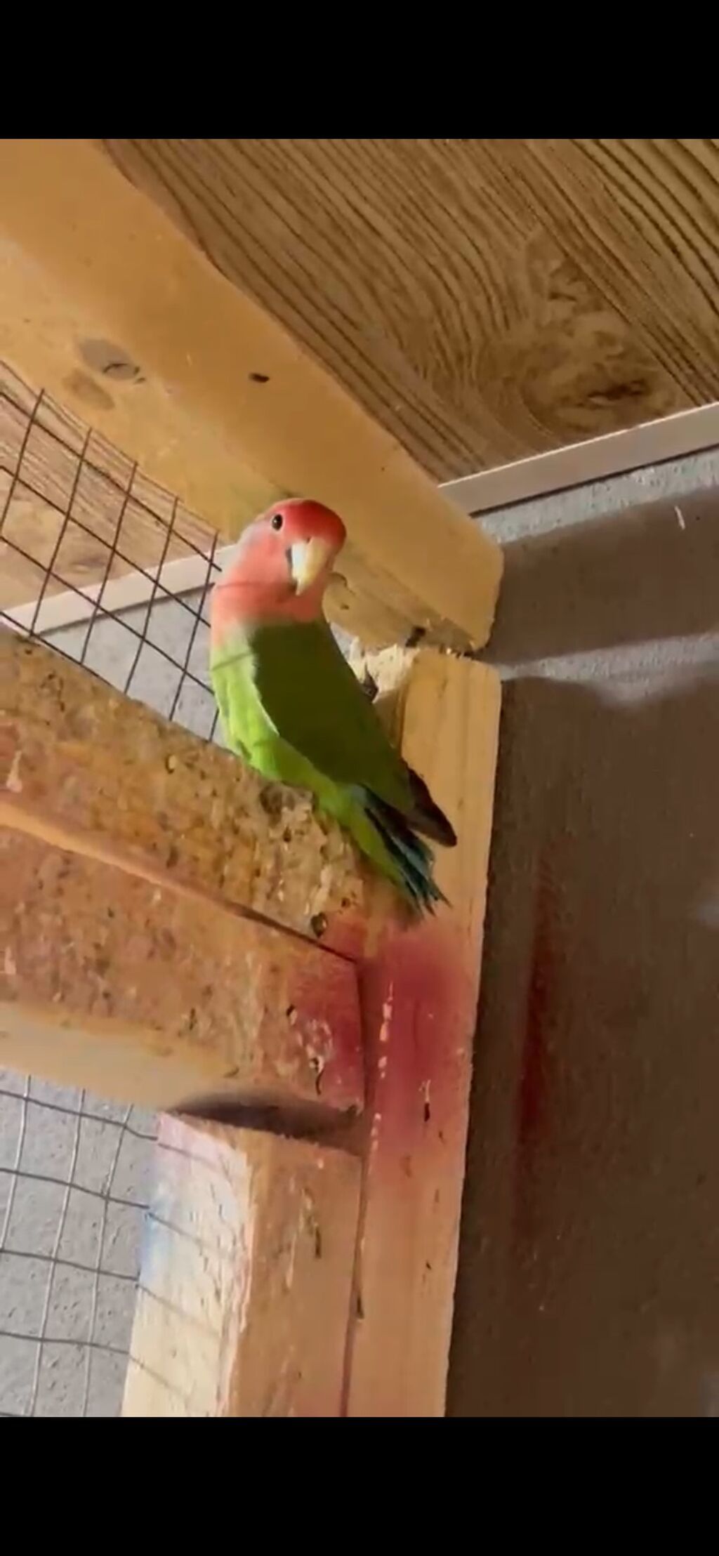 Sevdaquşu (Lovebird) tutuquşusu. Parlaq yaşıl bədən rəngi — Tutyun papağayı, Bakı (2)