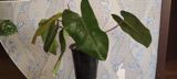 Filodendron “Red emerald (qapalı bitki) - Dekorativ iri, parlaq — Растения