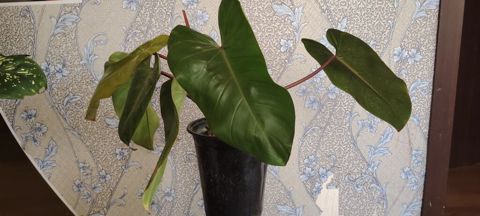 Filodendron “Red emerald (qapalı bitki) - Dekorativ iri, parlaq — Bakı