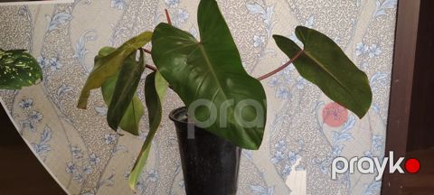 Filodendron “Red emerald (qapalı bitki) - Dekorativ iri, parlaq — Bakı