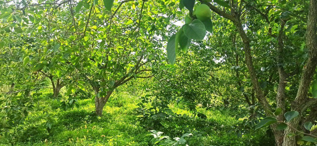 102 sot torpaq sahəsi, Xaçmaz r — Torpaq, Xaçmaz (11)