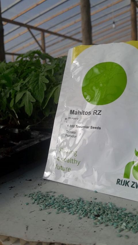 "Mahitos f1" pomidor toxumu
