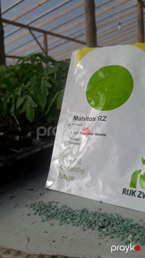 "Mahitos f1" pomidor toxumu — Bakı
