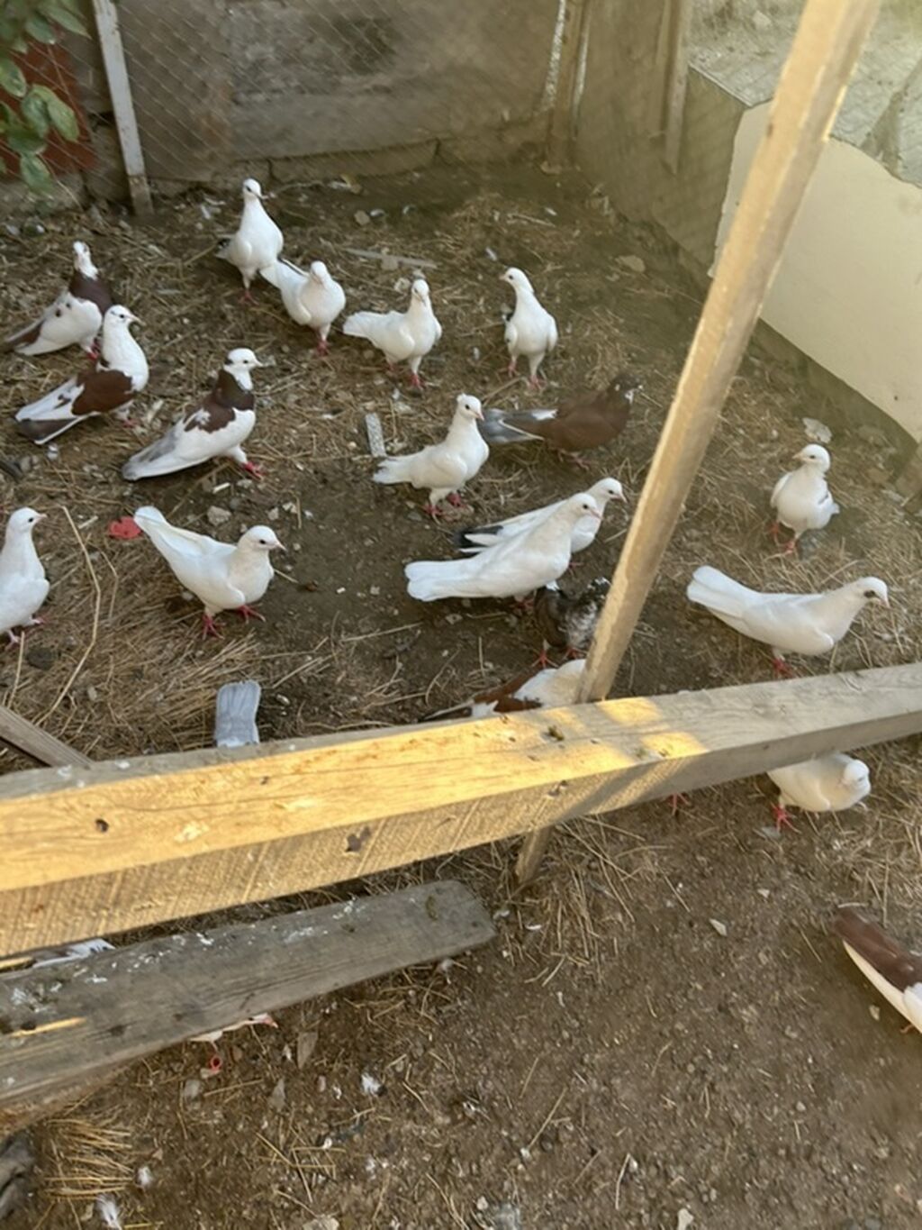 Salam hamsi 4 cut quwdan toremedi tergzlr 32 dene heyvandi tek satlmr — Göyərçin, Bakı (8)