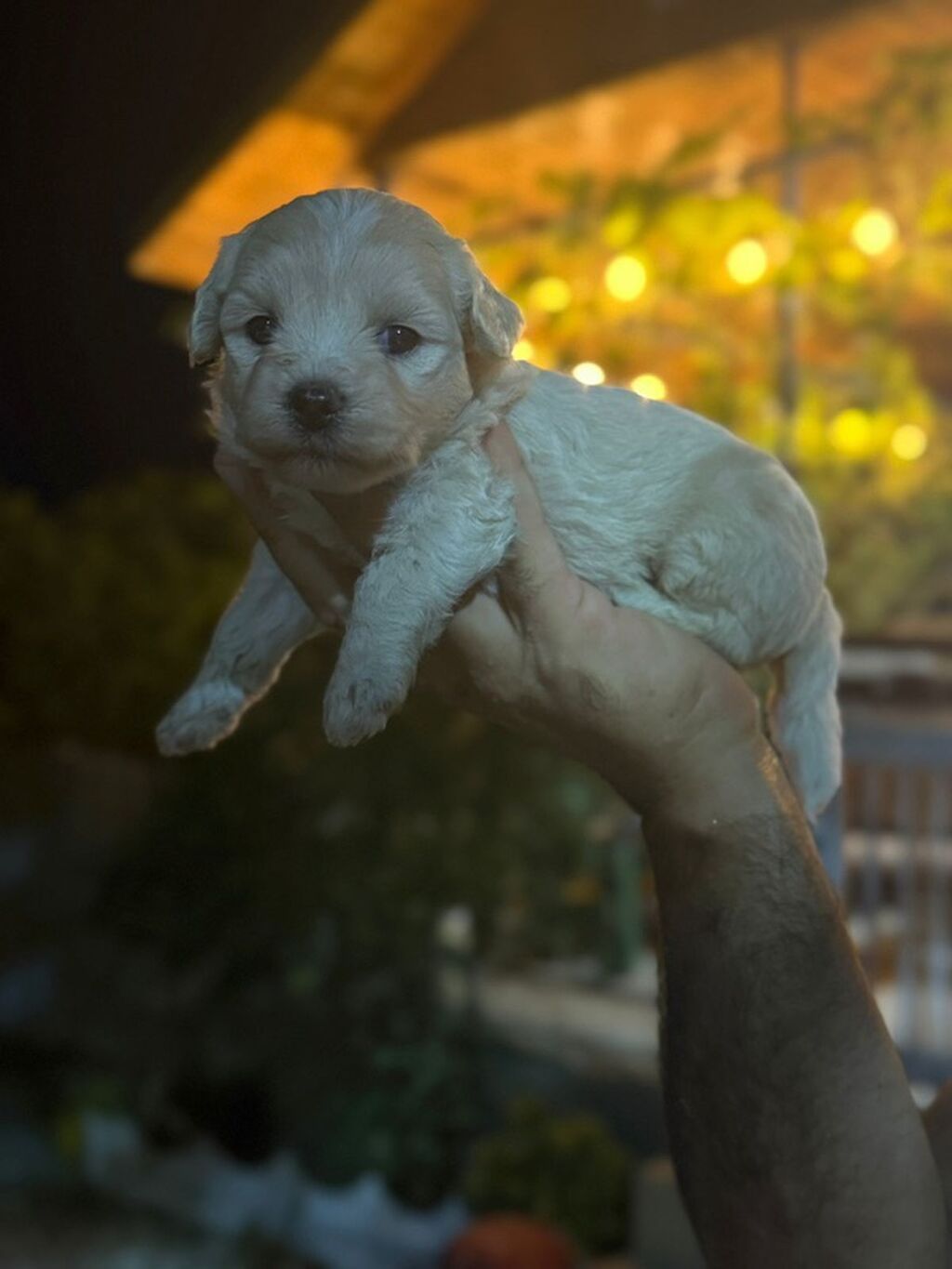 Maltipoo balaları 45 günlük sağlam gözəl balalardı real alcı yazsın — Köpəklər, Digah (3)