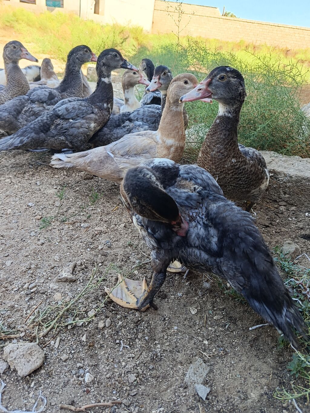 Satılan məhsul ördək balalarıdır. Şəkillərdə bir neçə ədəd cavan ördək — Digərləri, Bakı (5)