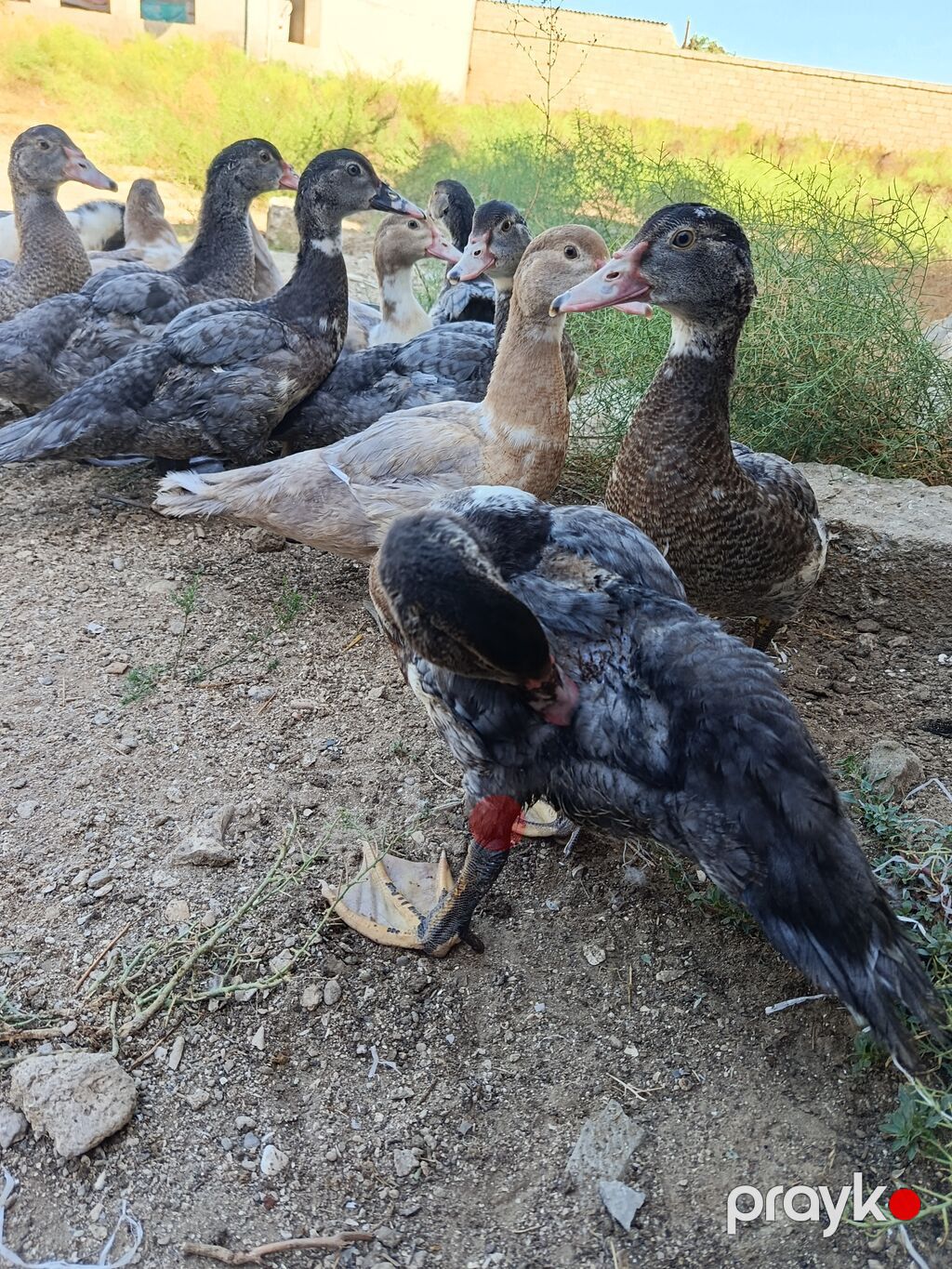 Satılan məhsul ördək balalarıdır. Şəkillərdə bir neçə ədəd cavan ördək — Digərləri, Bakı (5)