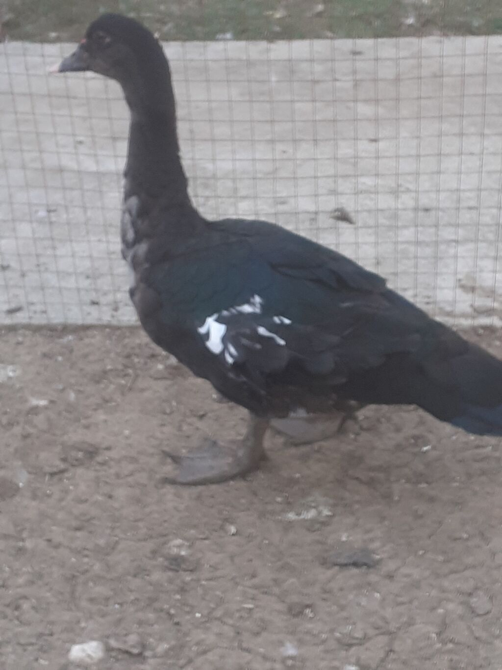Erkek ordekler 30 man aglar (pekin) biri 8 man. diri cekileri 1kg — Digərləri, Xırdalan (3)