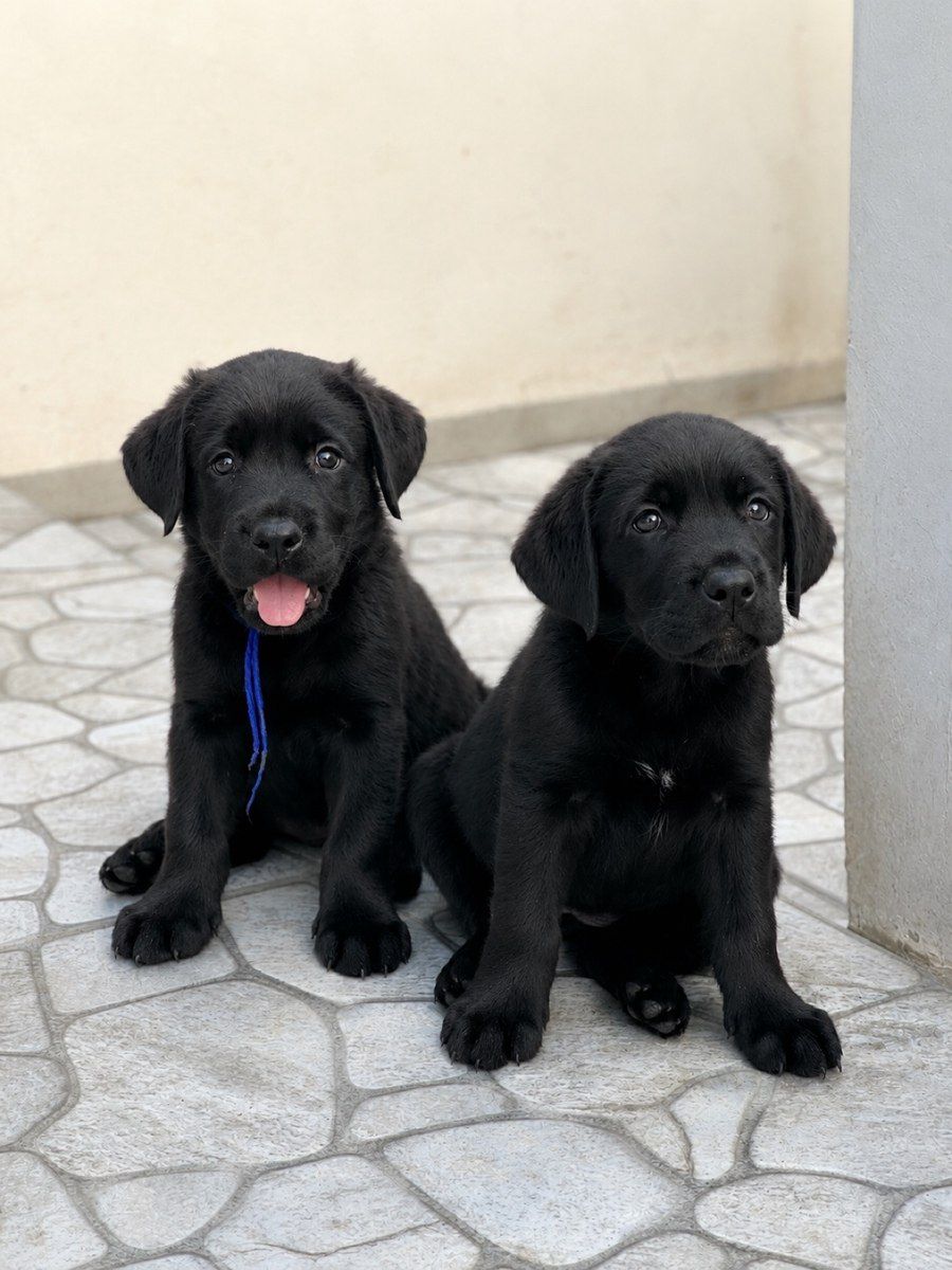 Labrador Retriver balaları — Köpəklər, Bakı (4)