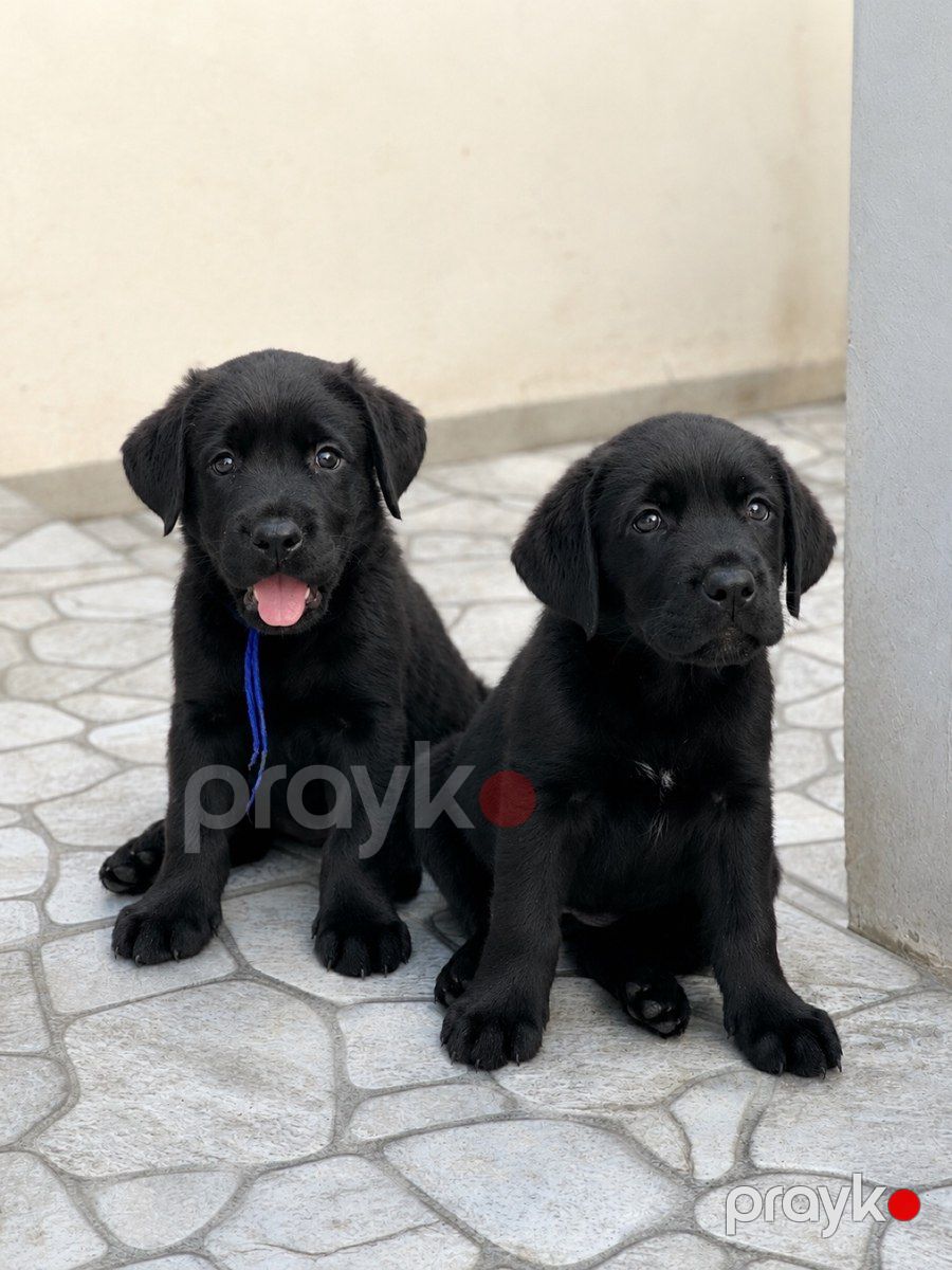 Labrador Retriver balaları — Köpəklər, Bakı (4)
