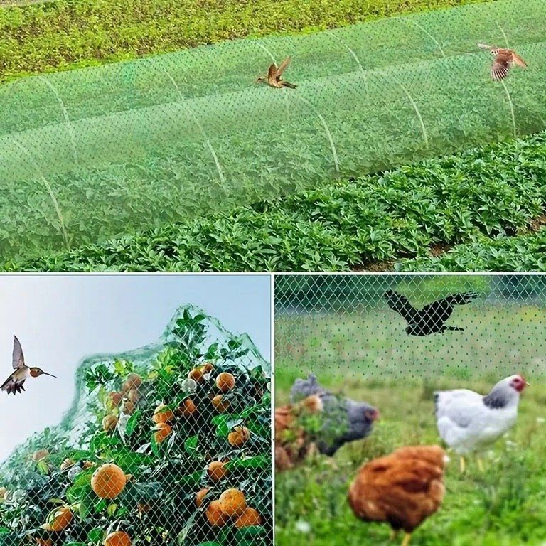 Bitkiləri qoruma torları — Bitkilər, Bakı (2)
