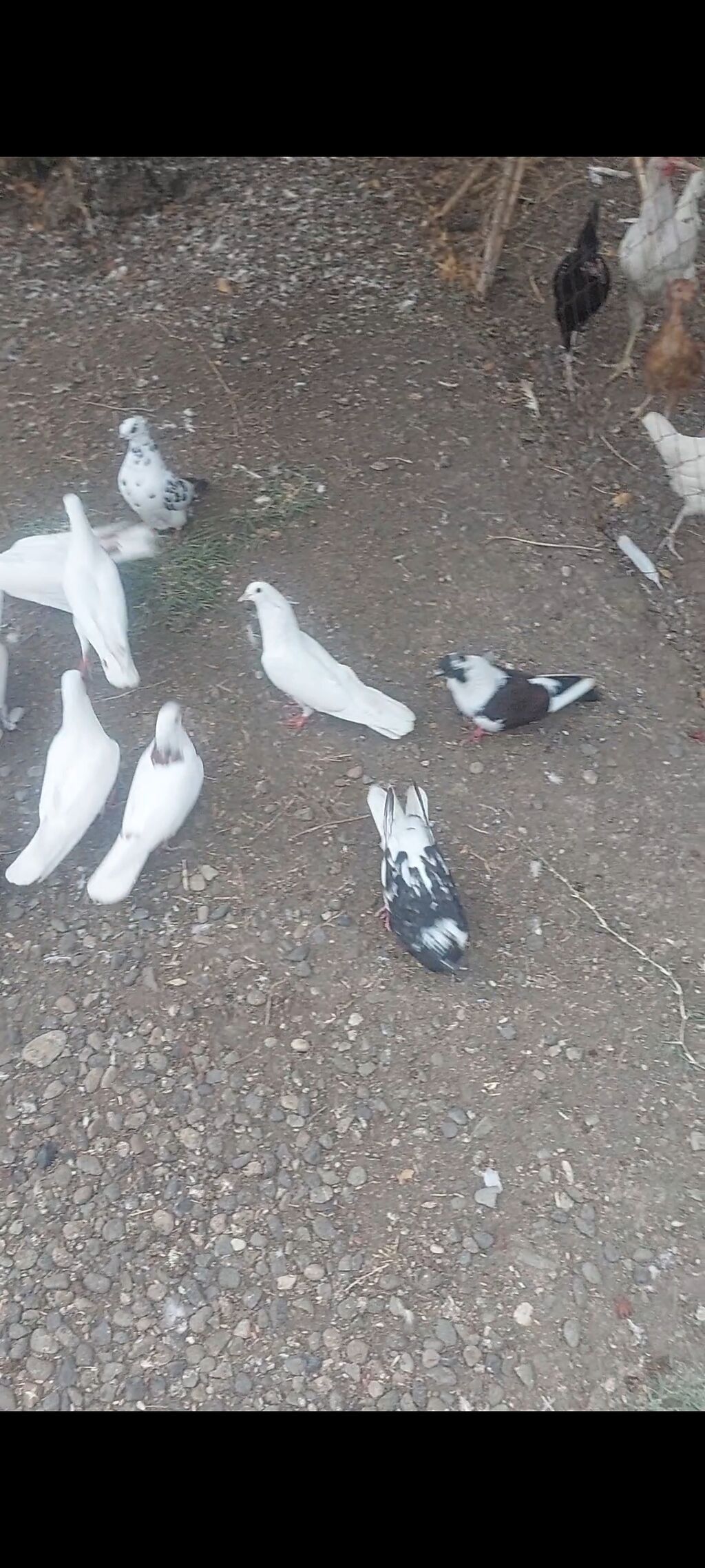 Salam 19 quşdu hamısı tutulmadı kom 2.50 göndərməkdə olar — Göyərçin, Ağcabədi (2)