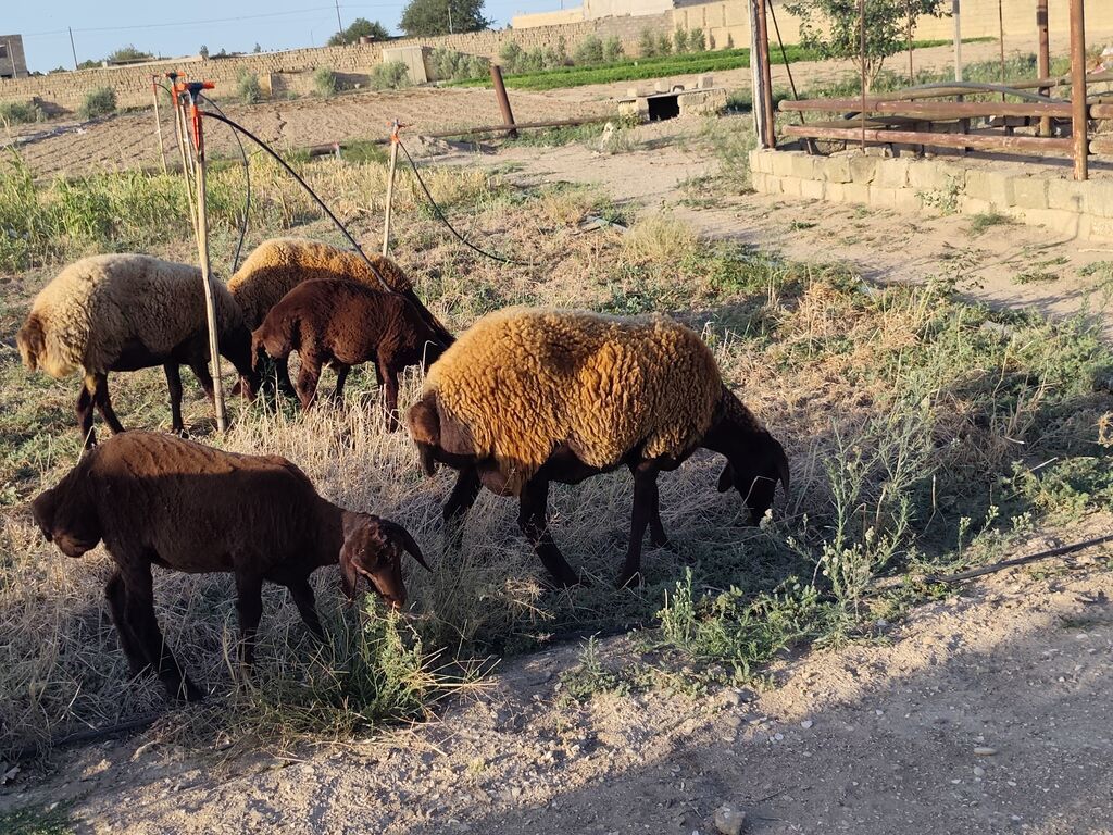 Dişi, Qala, il: 1, Damazlıq, Ünvandan götürmə — Kənd təsərrüfatı heyvanları, Bakı (6)