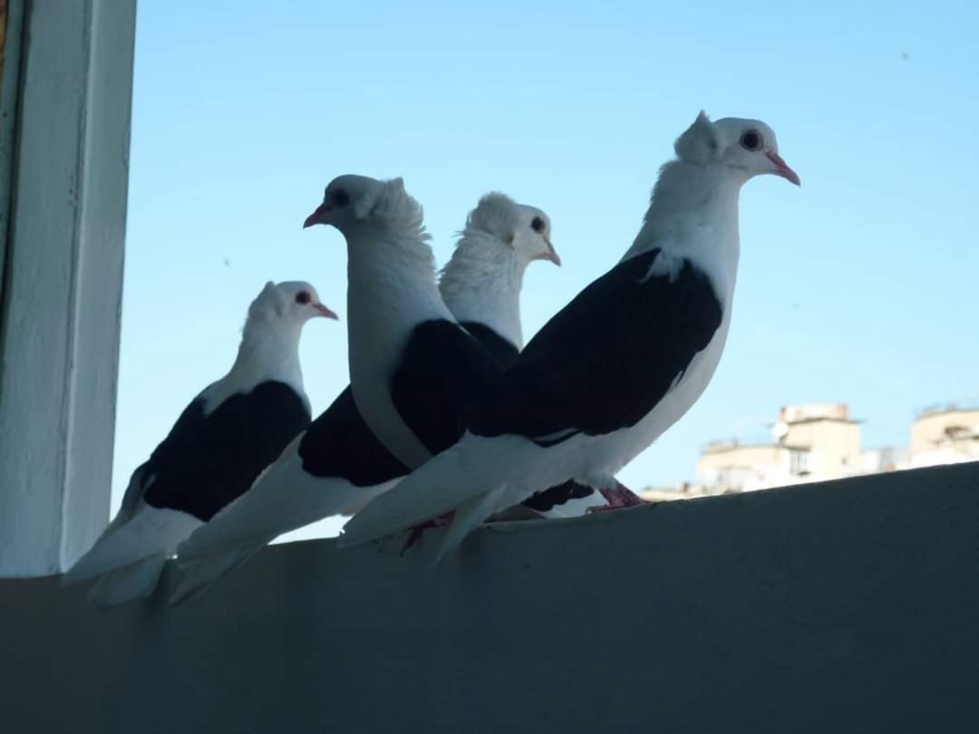 Göyərçinlər — Quşlar, Bakı (5)