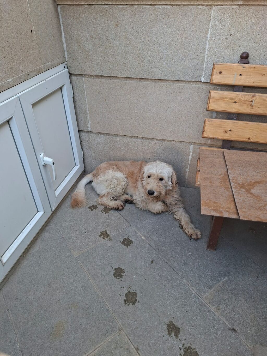 Pudel, 2 il, Erkək, Peyvəndli, Ünvandan götürmə — Köpəklər, Digah (4)