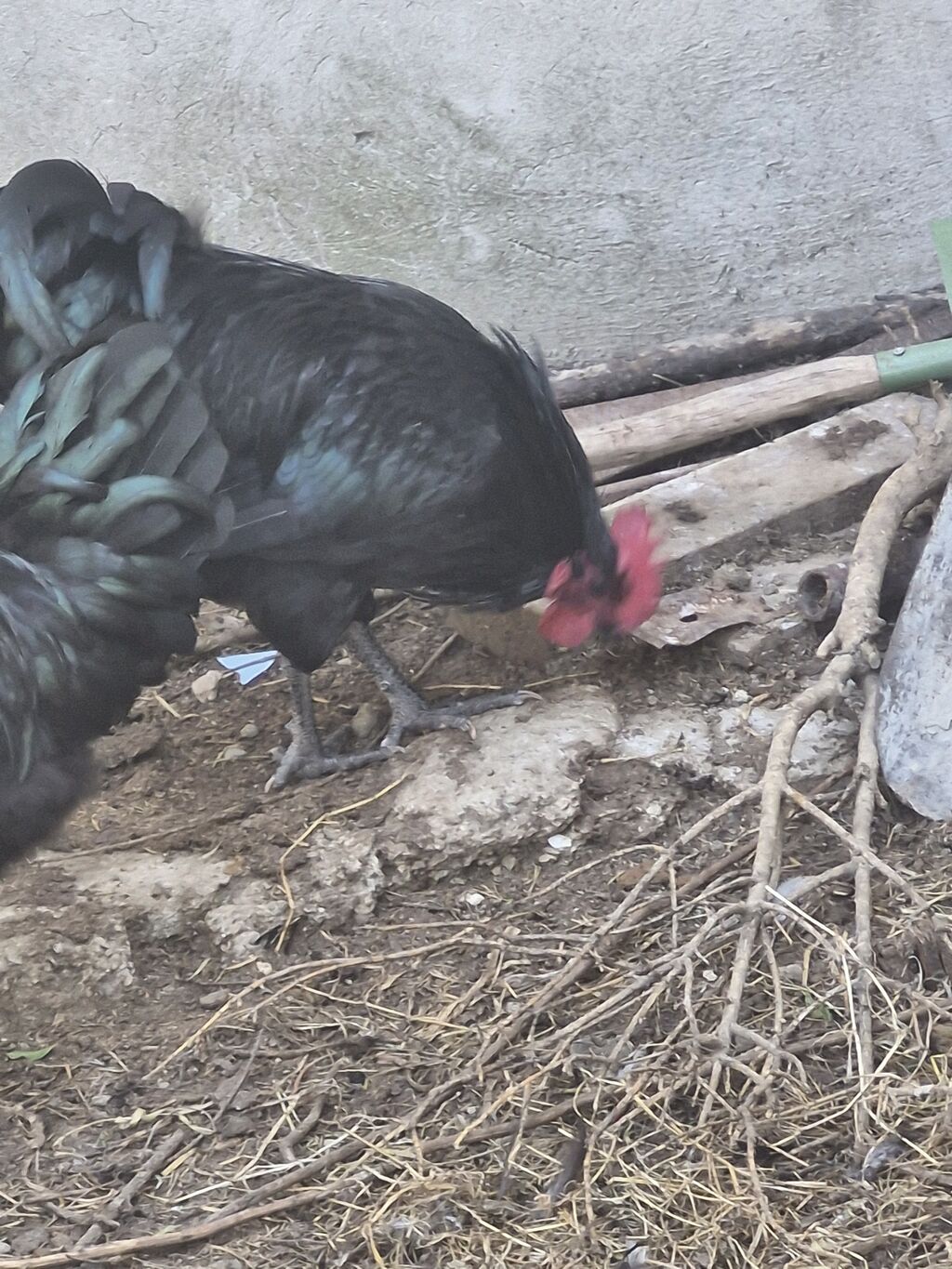 Məhsul: Qara Afstrolop xoruzları 3 ədədir 8 aylıqdılar Təsvir — Toyuq və xoruz, Digah (2)