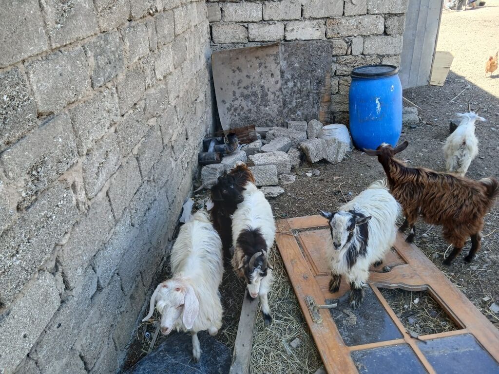 Salam Keçiləri Satılır 11 baş.heynvadi 8 çəpiş 3 ana keçi üstü üstə — Kənd təsərrüfatı heyvanları, Digah (3)