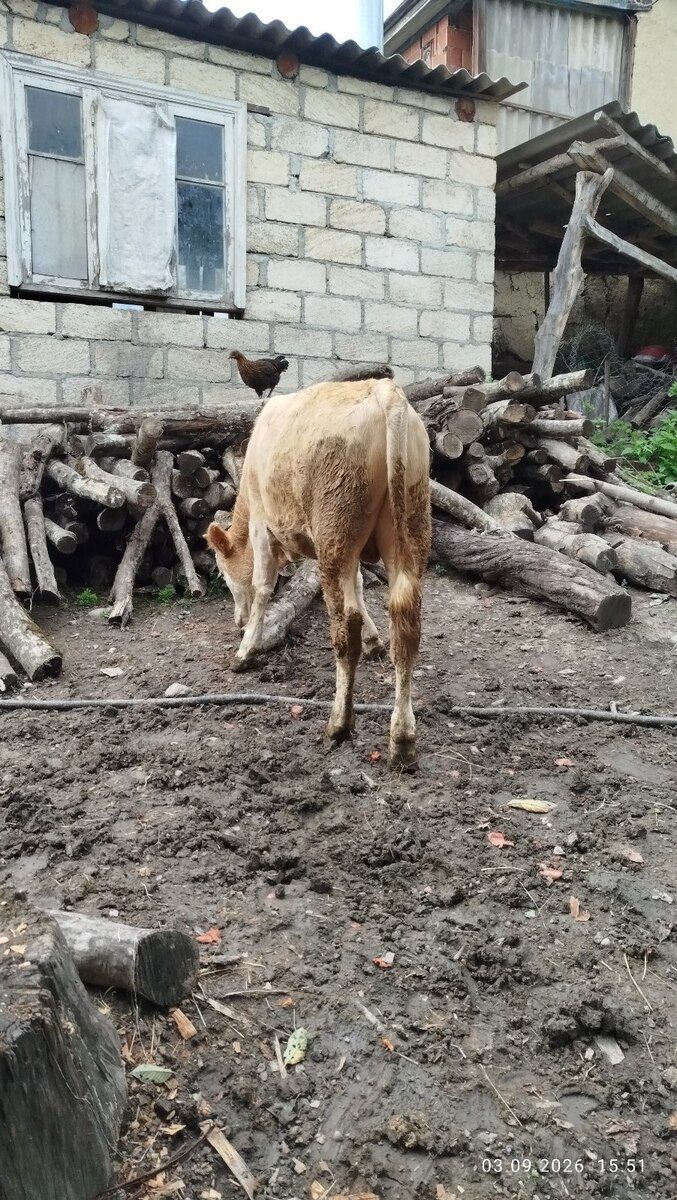 Dana — Kənd təsərrüfatı heyvanları, Qusar (4)